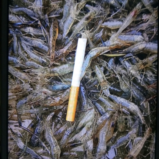 白虾 淡水小虾