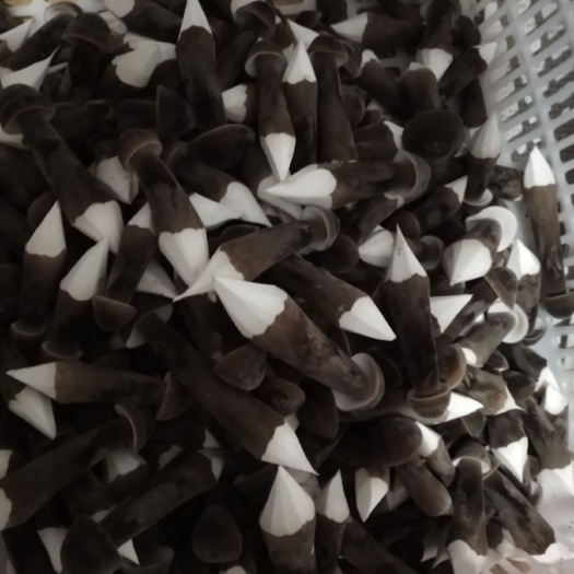 单县鸡枞菌 鲜鸡枞菌