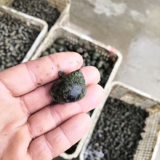 潜江市 各规格在售，硬壳田螺
