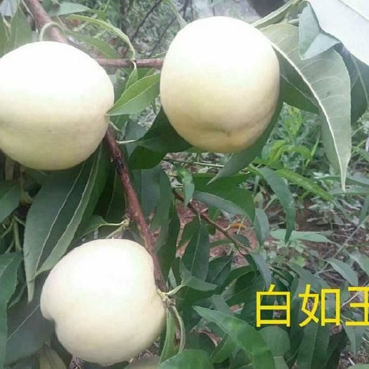 平邑县白如玉桃树苗 新品种白如玉，基地直发，包成活包品种，量大从优，可来实地考察
