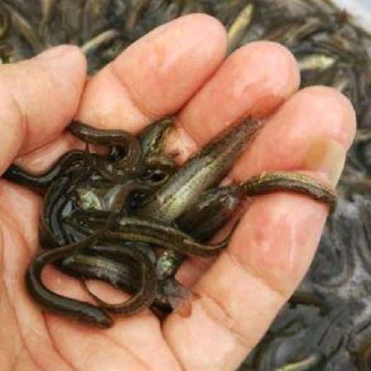 泥鳅苗，台鳅，人工养殖3～5cm，质量好，成活率高，