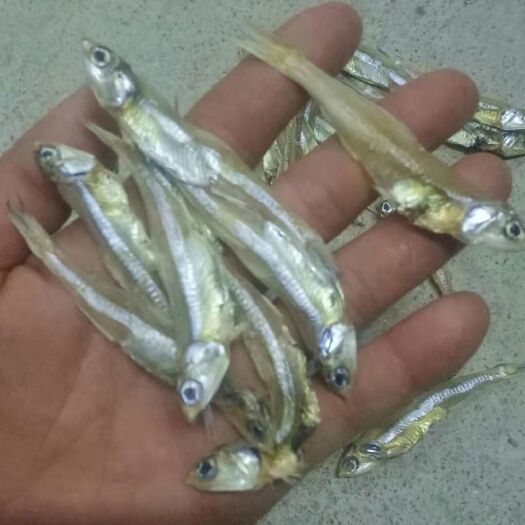 北海银针鱼 银鱼干，白凡鱼干