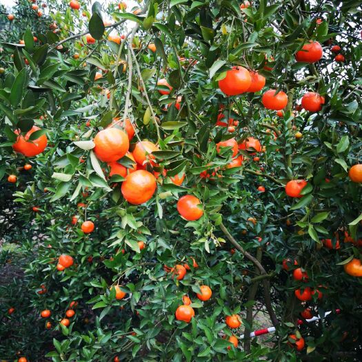 重慶市古紅桔  柑桔  古紅橘 60起步