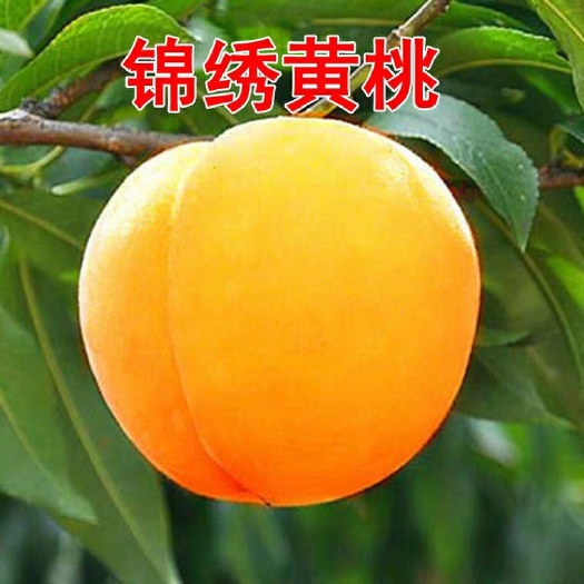 平邑县 正宗锦绣黄桃苗，桃树苗，包成活，包技术，基地直发