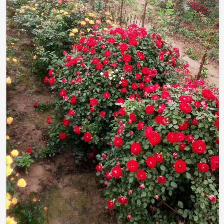 造型景观小叶榕桩头 植物编织花球，骨架造型，提供编织技术