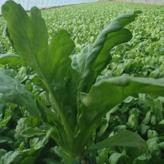 北京小叶茼蒿 5cm以下