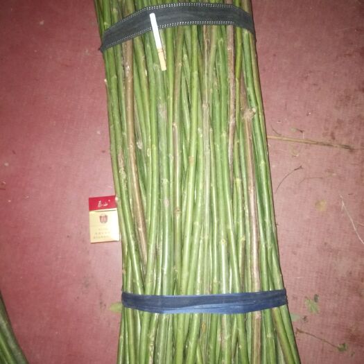 安丘市无刺蔷薇  无刺蔷薇杆   常年供货   量大从优  预订中…