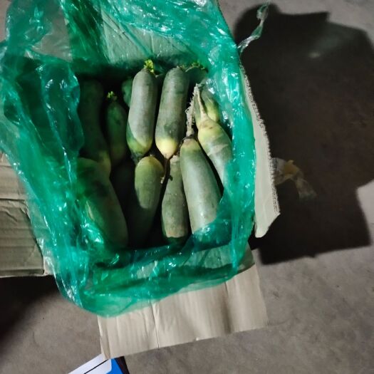 肥城市青萝卜   水果萝卜箱装货大量供应中