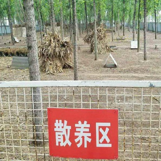 岚县家养兔子