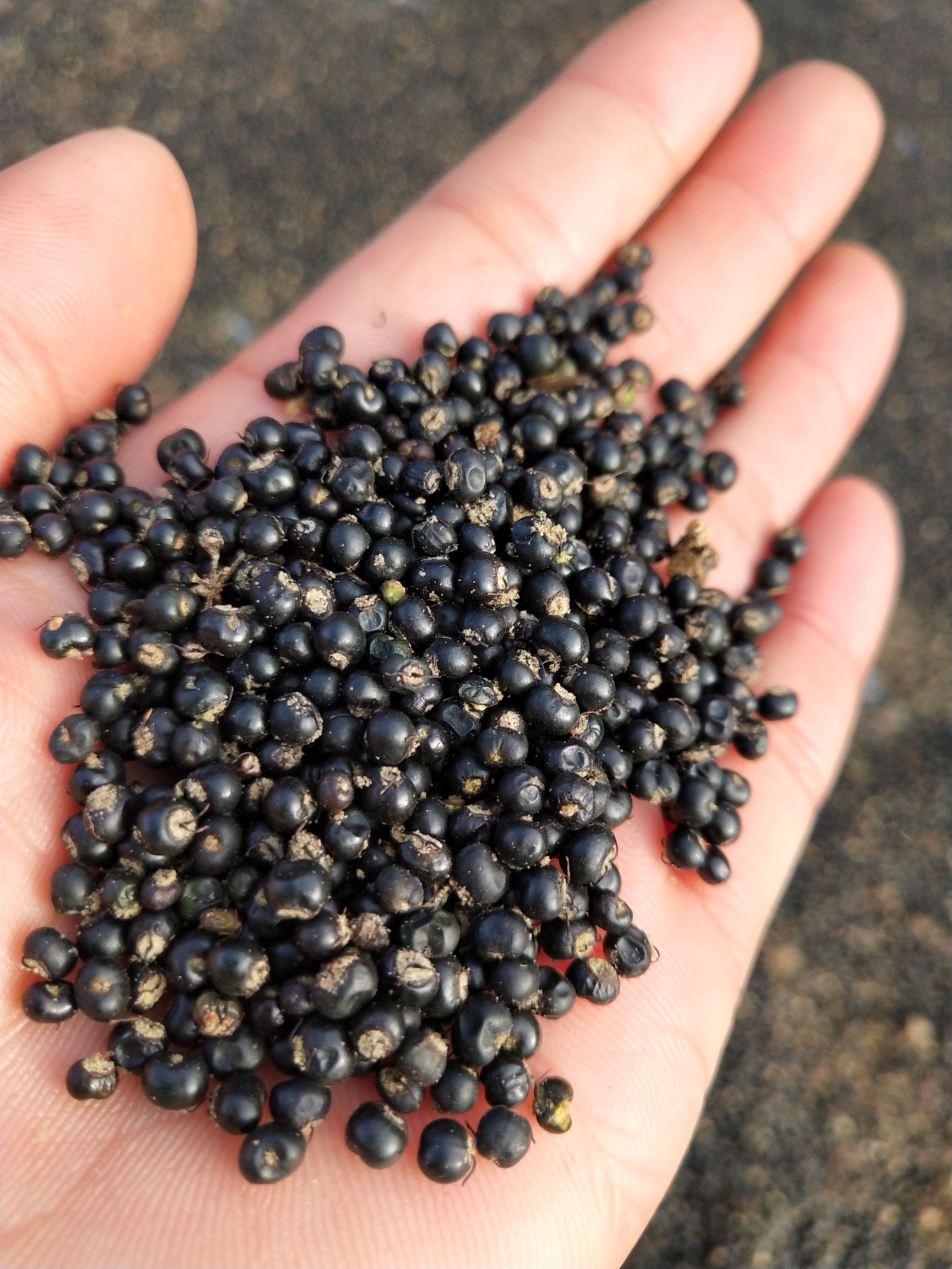 通草 种子成熟了,放心购买质量保证