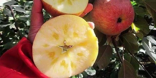 平邑县 冰糖心苹果苗 品种纯正，假一赔十， 量大可签合同