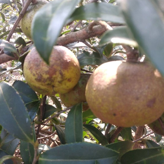 陆川县压榨山茶油 自家种植的 茶油出售
