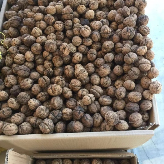 广州 云南高山古树核桃天然绿色食品