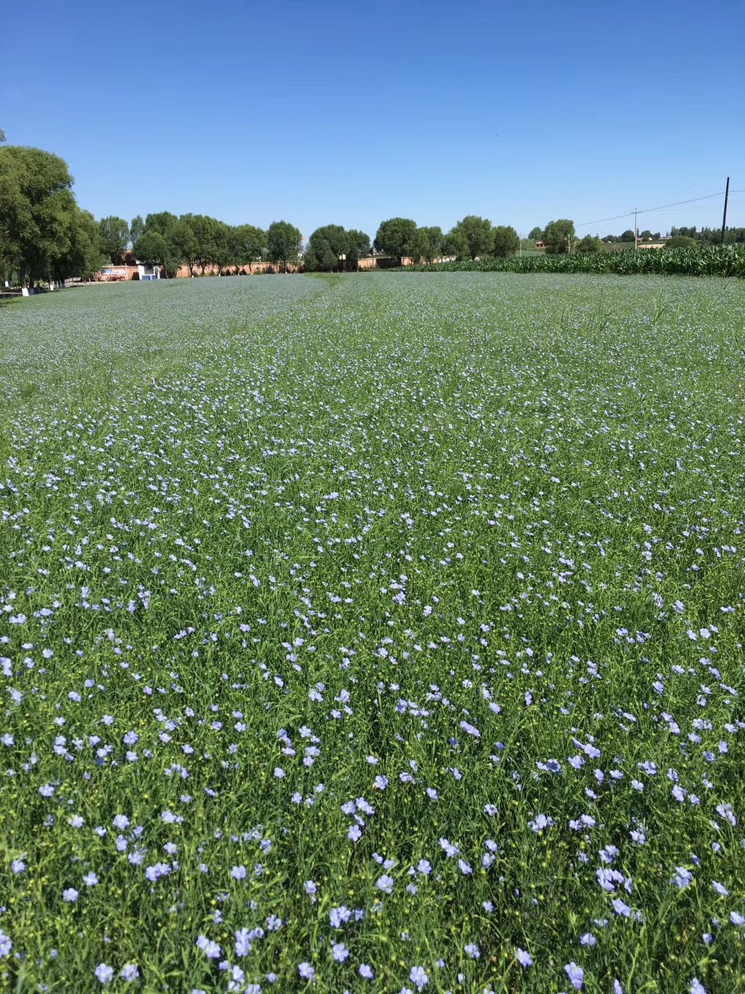 热榨亚麻籽油 非转基因胡麻油，纯正的胡麻油，良心油，放心油。