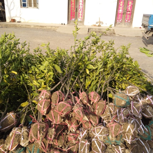 庐江县脆皮金桔苗 橘子苗