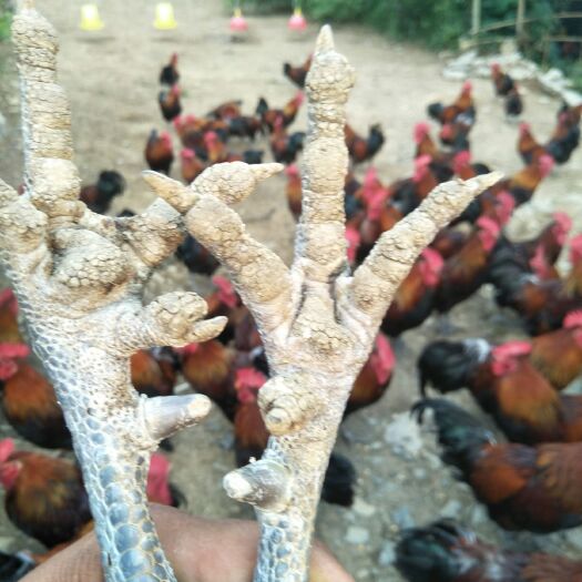  广西瑶山土鸡，肉质鲜美，210天全玉米喂养，全散养