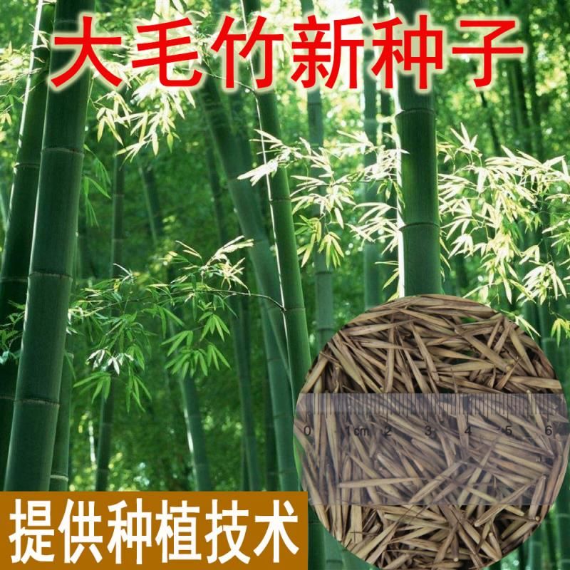 沭阳县新采毛竹种子竹子种子青竹庭院盆栽四季常青楠竹金镶玉大青竹种