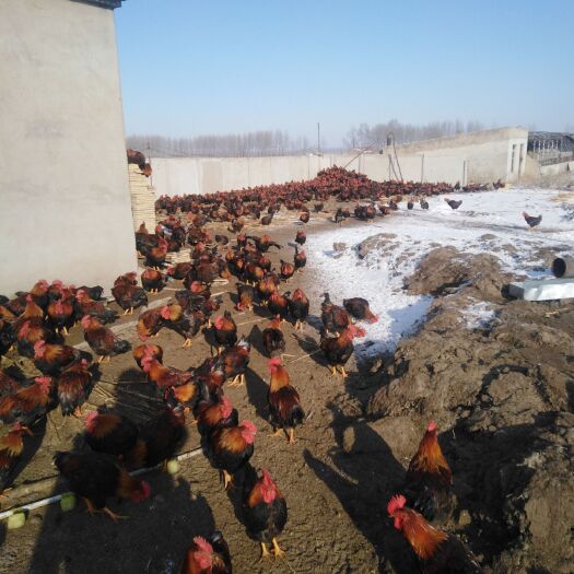 公主岭市 散养公鸡，爪黄，肉皮黄，耐运输。