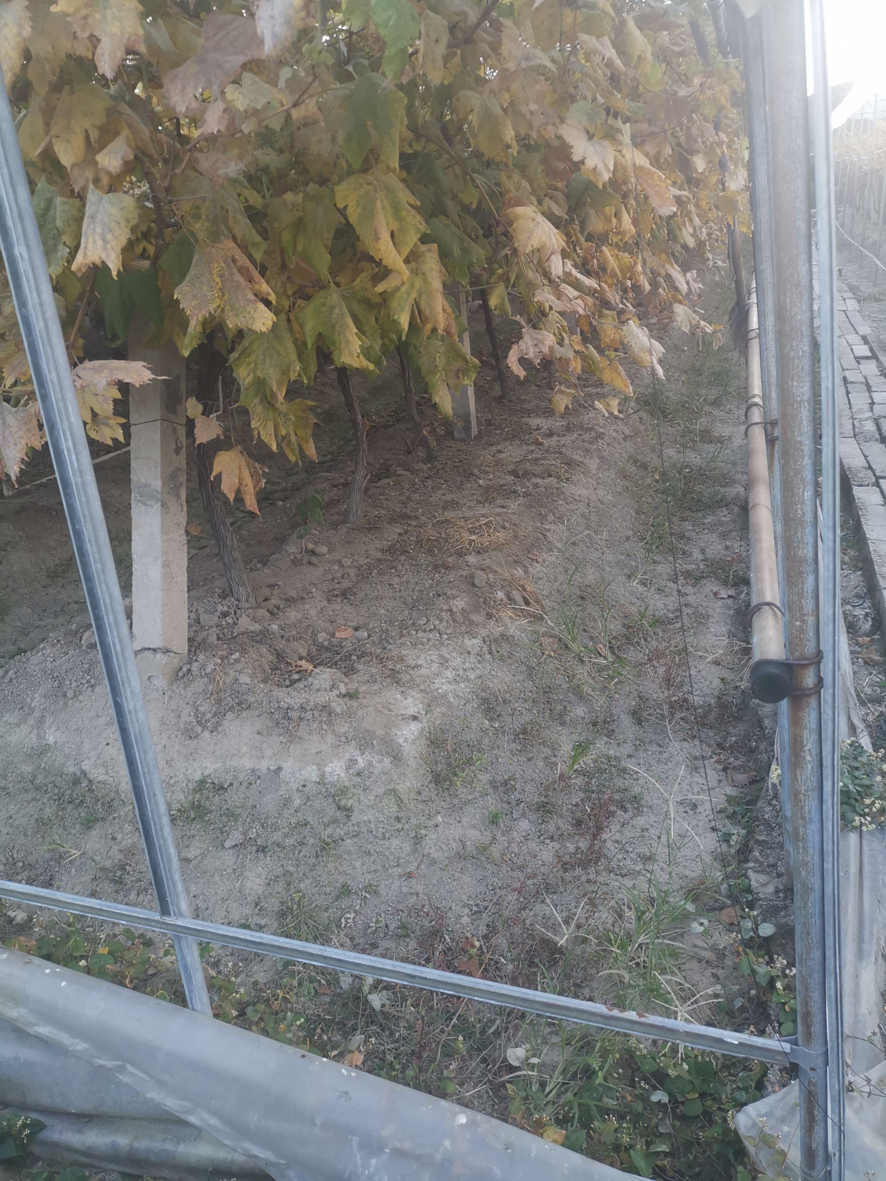 [山葡萄苗批发]山葡萄苗 出售美国金手指提子树