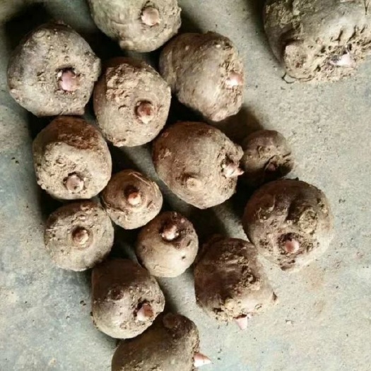达州魔芋种子  魔芋种脱毒魔芋小二代，脱水30%.以上