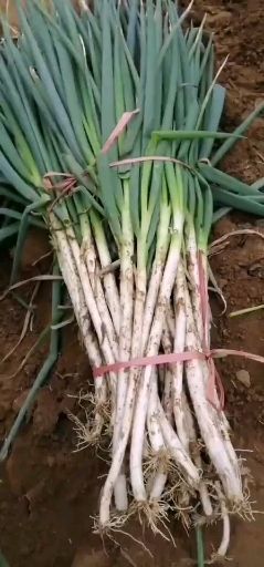 新野县万亩铁杆大葱