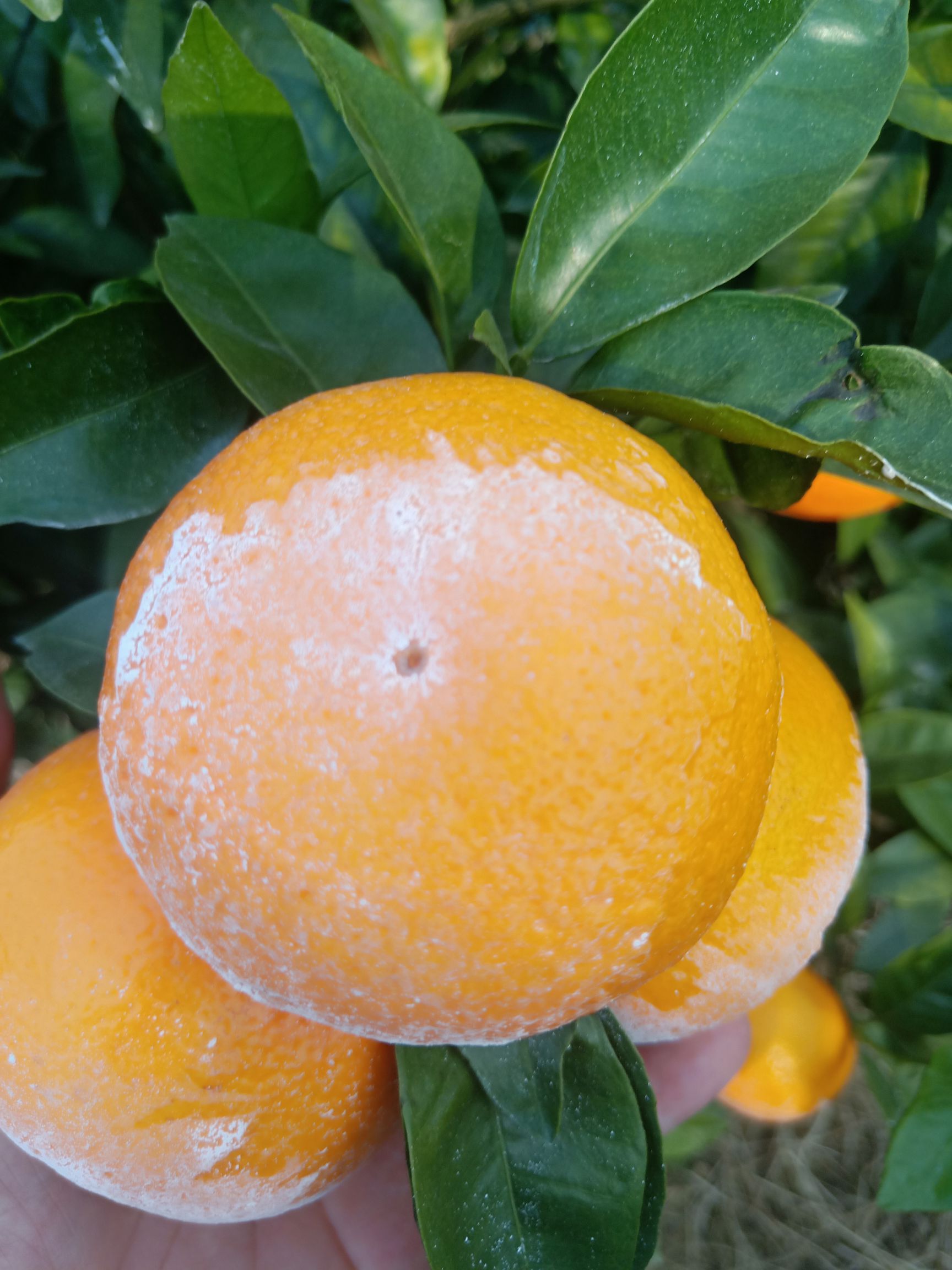  中国沃柑看武鸣，武鸣沃柑出世界