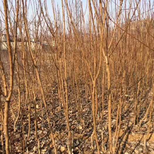 新泰市 各种规格的杏树苗大量