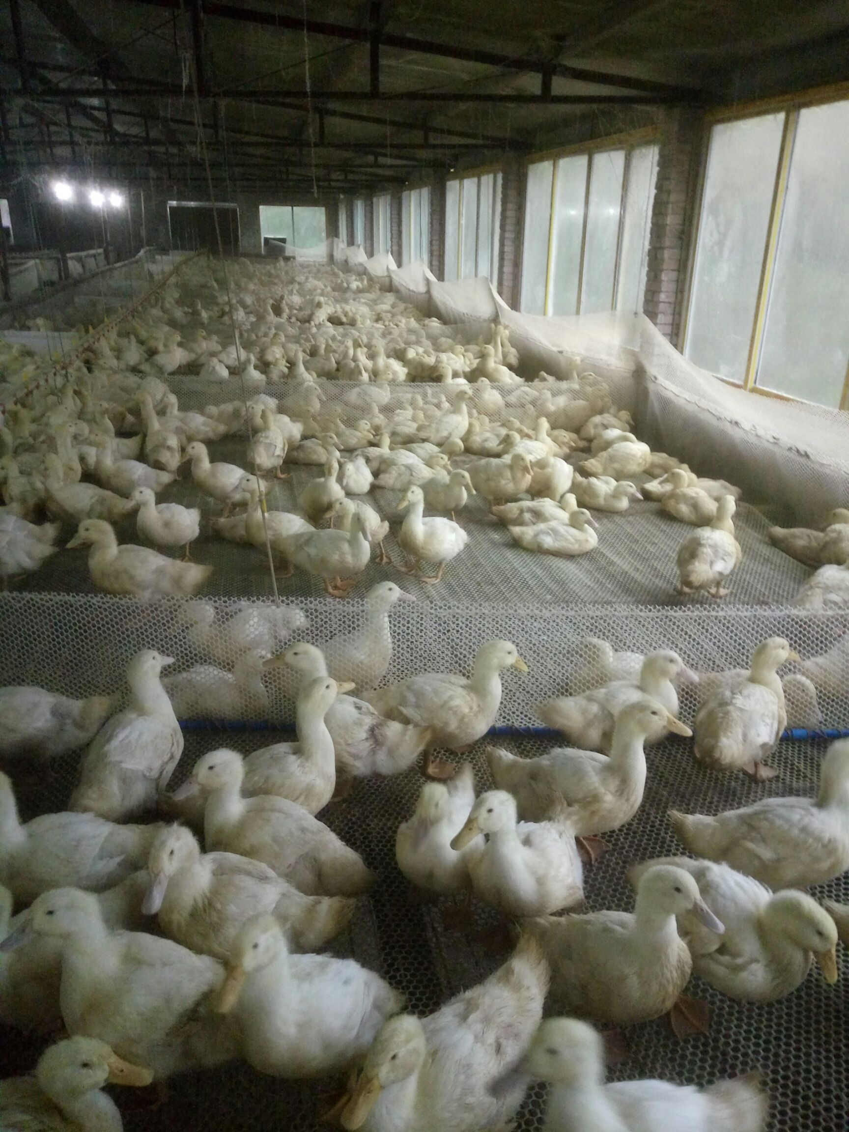 肉鸭67斤统货全圈养
