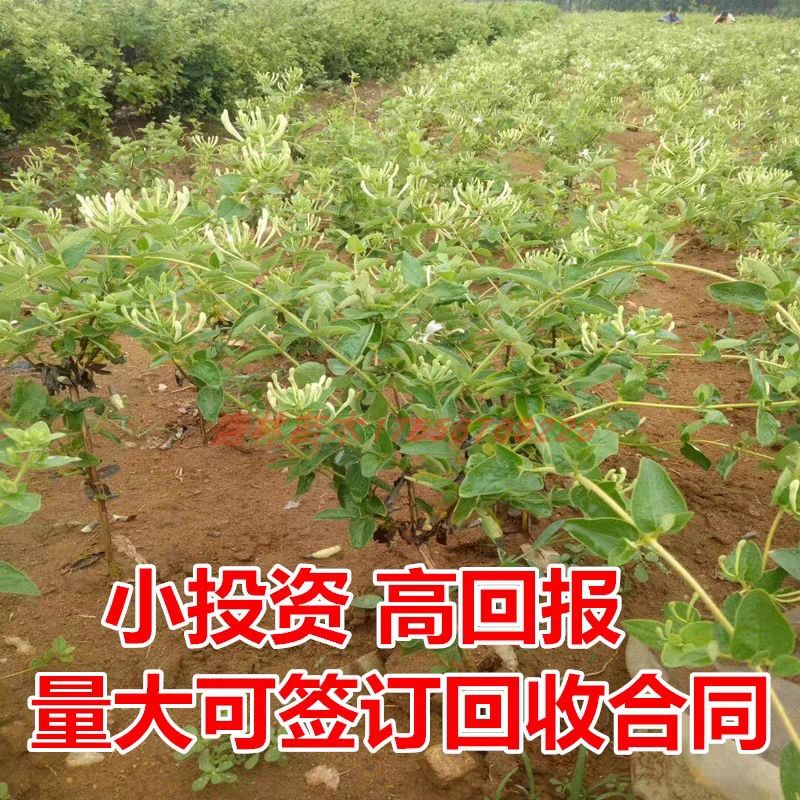 四季金银花苗 原产地 品种全 基地直销 南北方种植