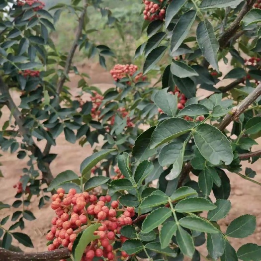 平邑县 优质沂蒙山花椒苗，基地直供，高产，成活率高，常年回收花椒