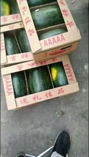 冠县黑美人西瓜  越南黑美人口感好送礼佳品，