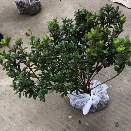 成都 夏鹃小毛球 春娟小毛球 毛娟小毛球 40高30冠量大