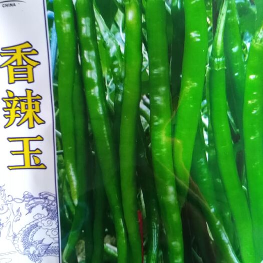宿州线椒苗  嫁接各种蔬菜苗，欢迎大家来预定。