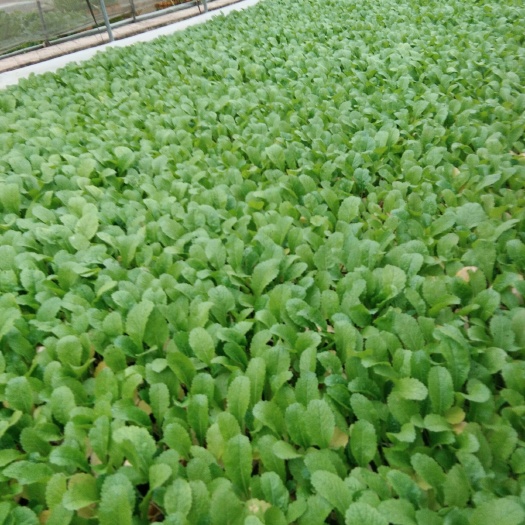 通海县 现货蔬菜苗，白菜苗，香笋苗，