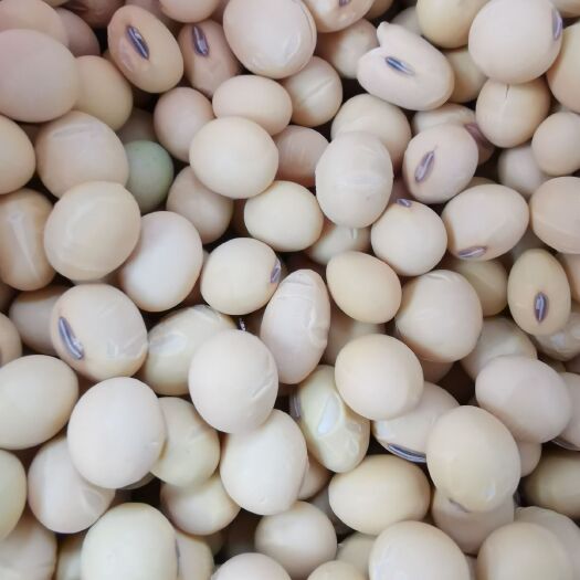 常州黄芽豆 生大豆 1等品
