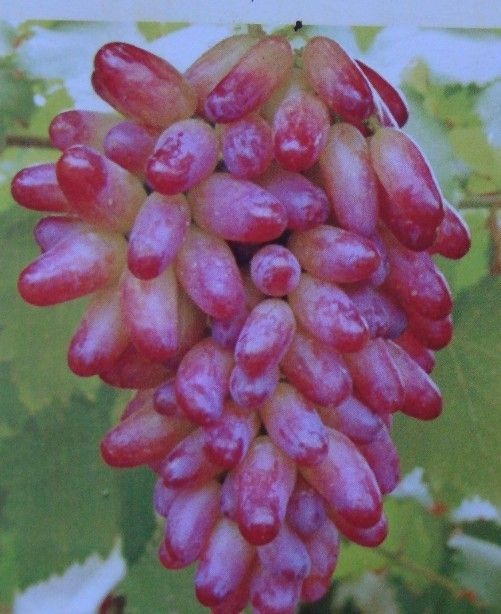平邑县 美人指葡萄苗 品种纯正，假一赔十， 量大可签合同