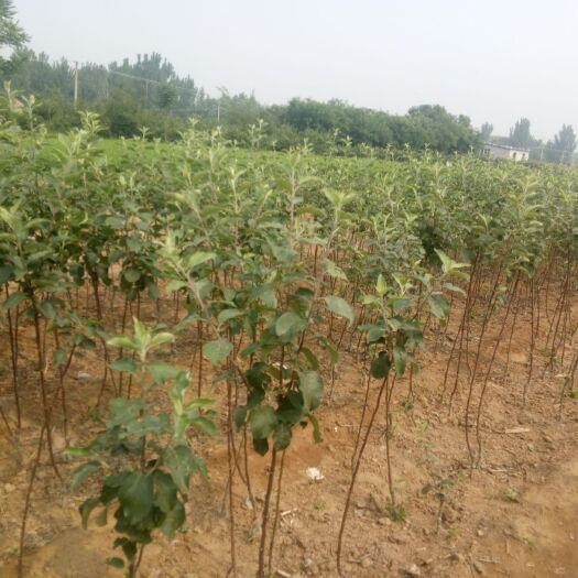 泰安红富士苹果苗 苹果苗基地，品种苹果苗可以签订合同