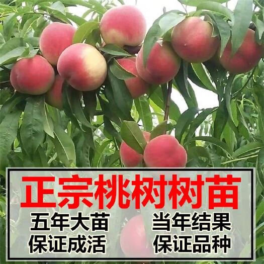 平邑县 雪桃树苗