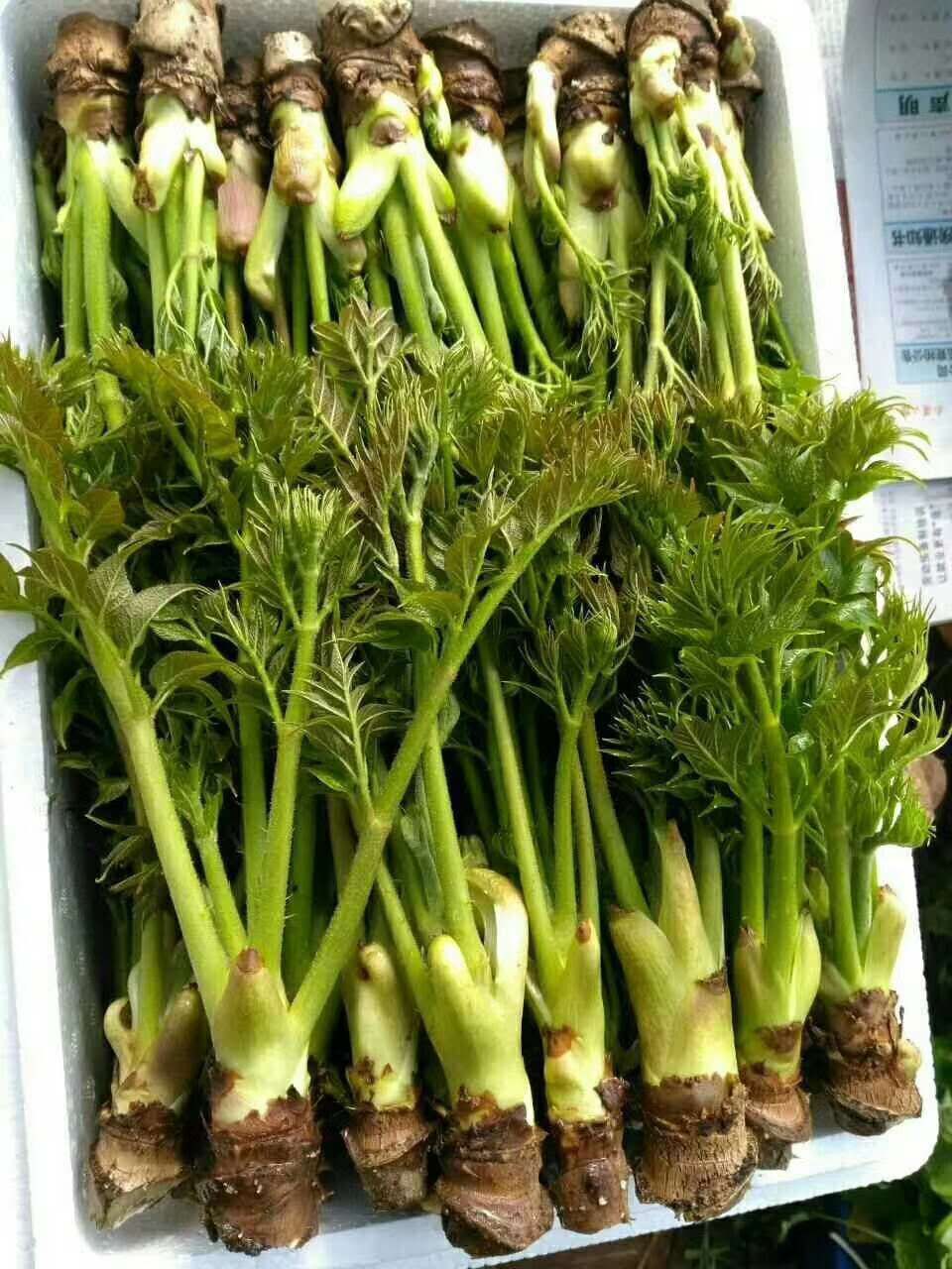 刺老芽 箱装 大棚 鲜货