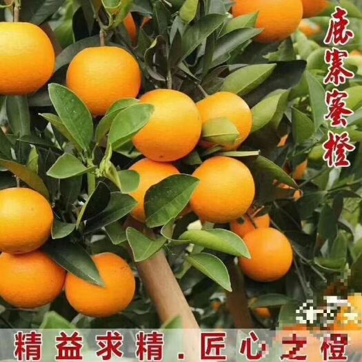 鹿寨县 鹿寨蜜橙（桂橙一号）