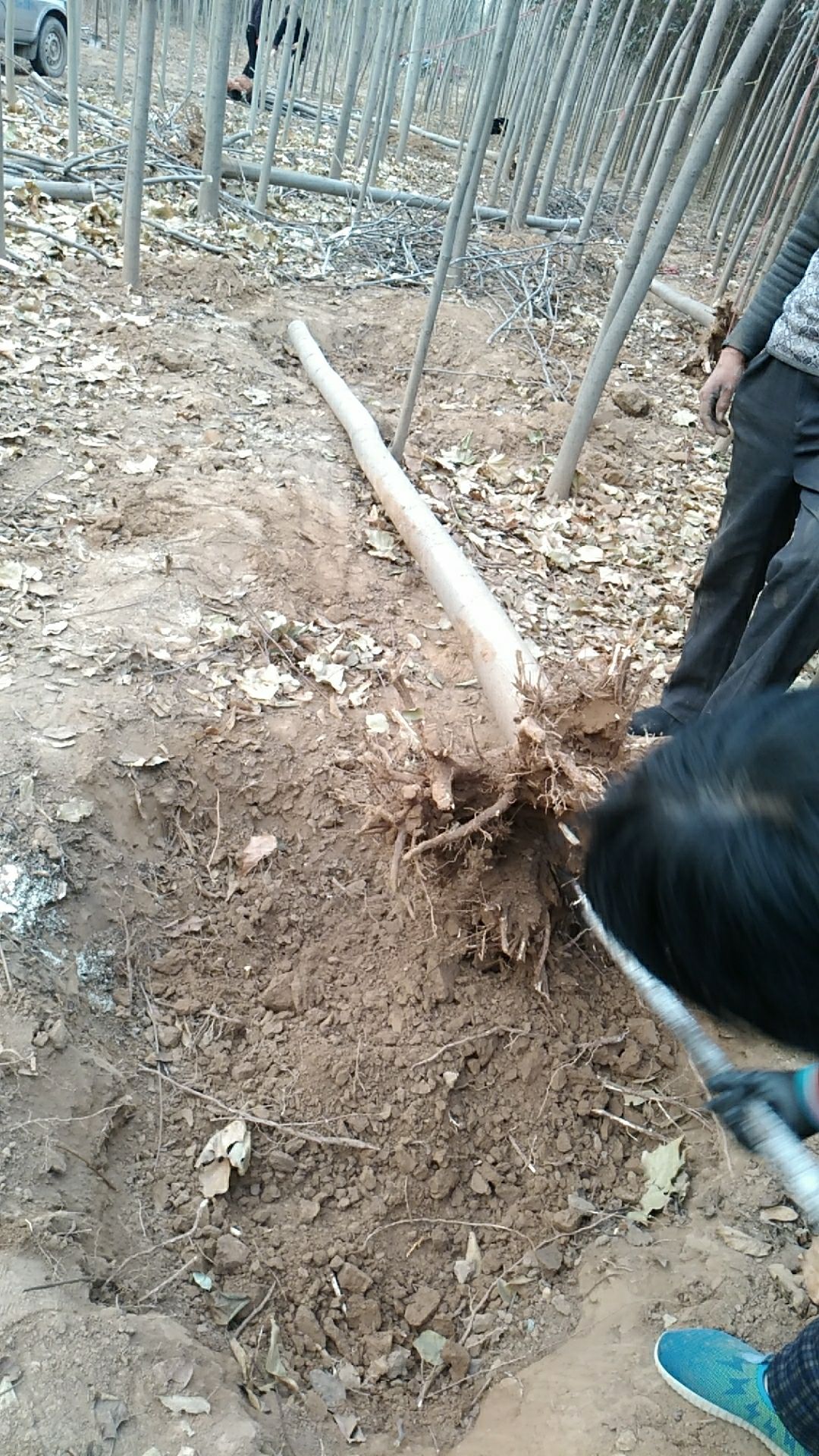 黄山栾树