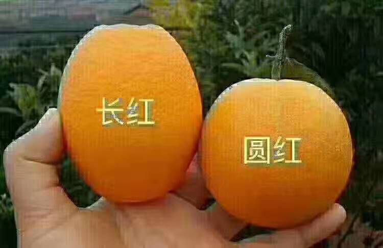 秭归县秭归脐橙 果大皮薄。果面光滑无疤痕。