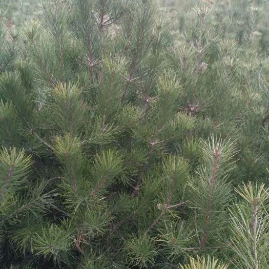 蓝田县陕西白皮松 现货供应白皮大田苗，定植苗，营养杯，提供服务，送货供应。