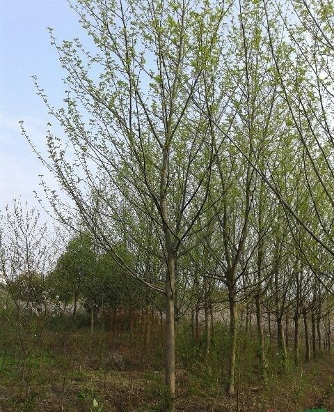  枫杨树价格，红杨树批发