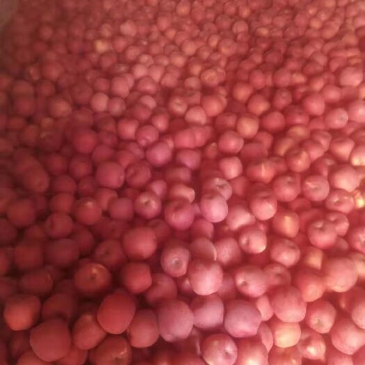 秦安县 大量供应天水秦安王甫的高寒富士和花牛苹果，