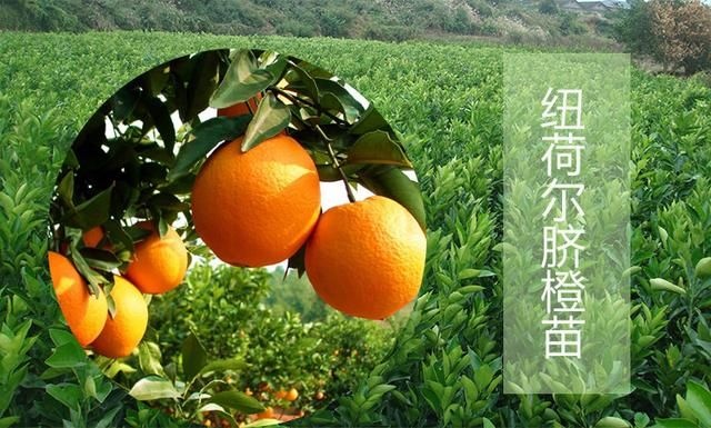 松滋市 纽荷尔脐橙苗，产地直销，拒绝假货保证纯度