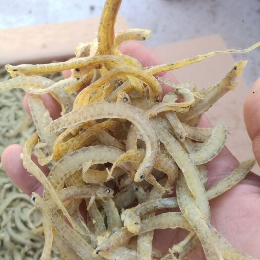 滨州凤尾鱼干  凤尾鱼（海泥秋）大量加工上市有需要的联系