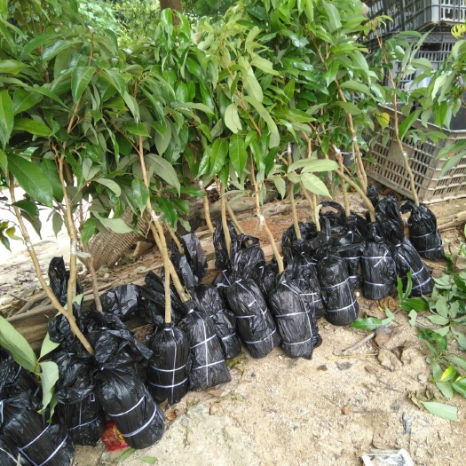 灵山县 无核荔枝苗妃子笑荔枝苗桂味荔枝苗糯米糍苗仙进奉苗白糖罂苗鸡嘴