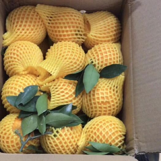 秭归县九月红脐橙 我说一百遍好吃，不如你亲自来尝