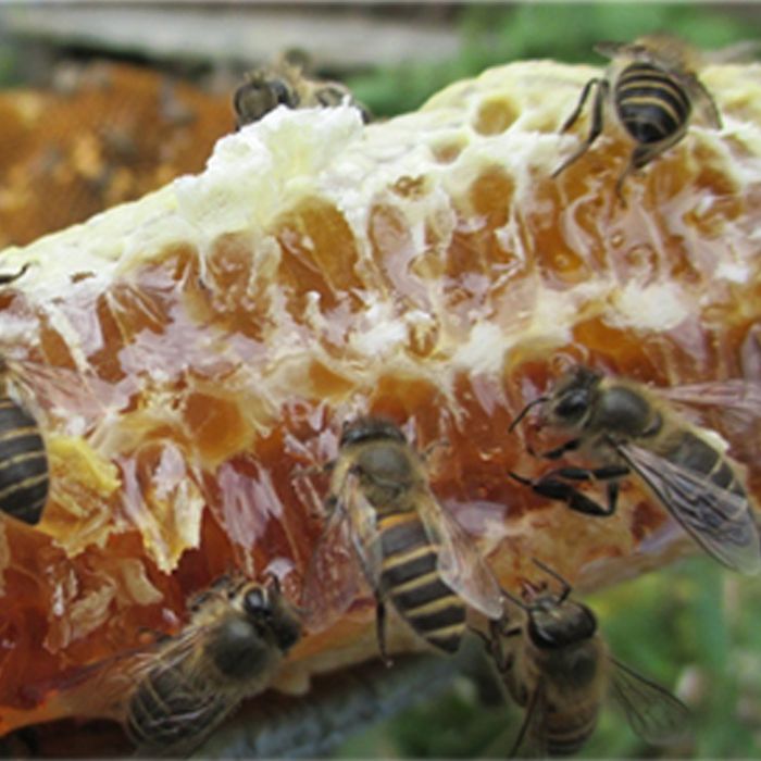漳县 甘肃定西漳县来自大山深处的百花土蜂蜜农家自产全包邮。